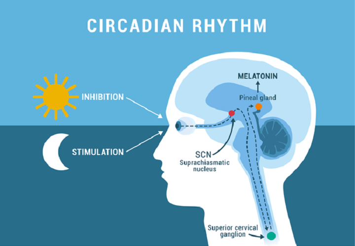 circadian+rhythm+ +see+what+is+it circadian+rhythm+ +see+what+is+it